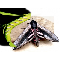 Privet Hawk S ligustri Pupae Privet Hawk S ligustri Pupae